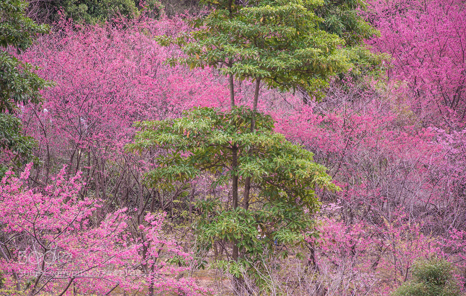Nikon D90 sample photo. Oriental cherry blossom photography