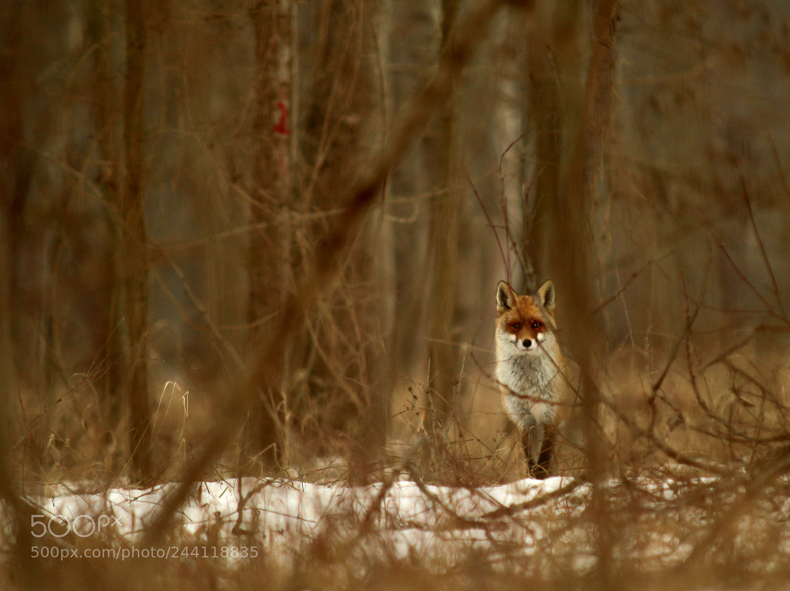 Canon EOS 7D Mark II sample photo. Red fox photography