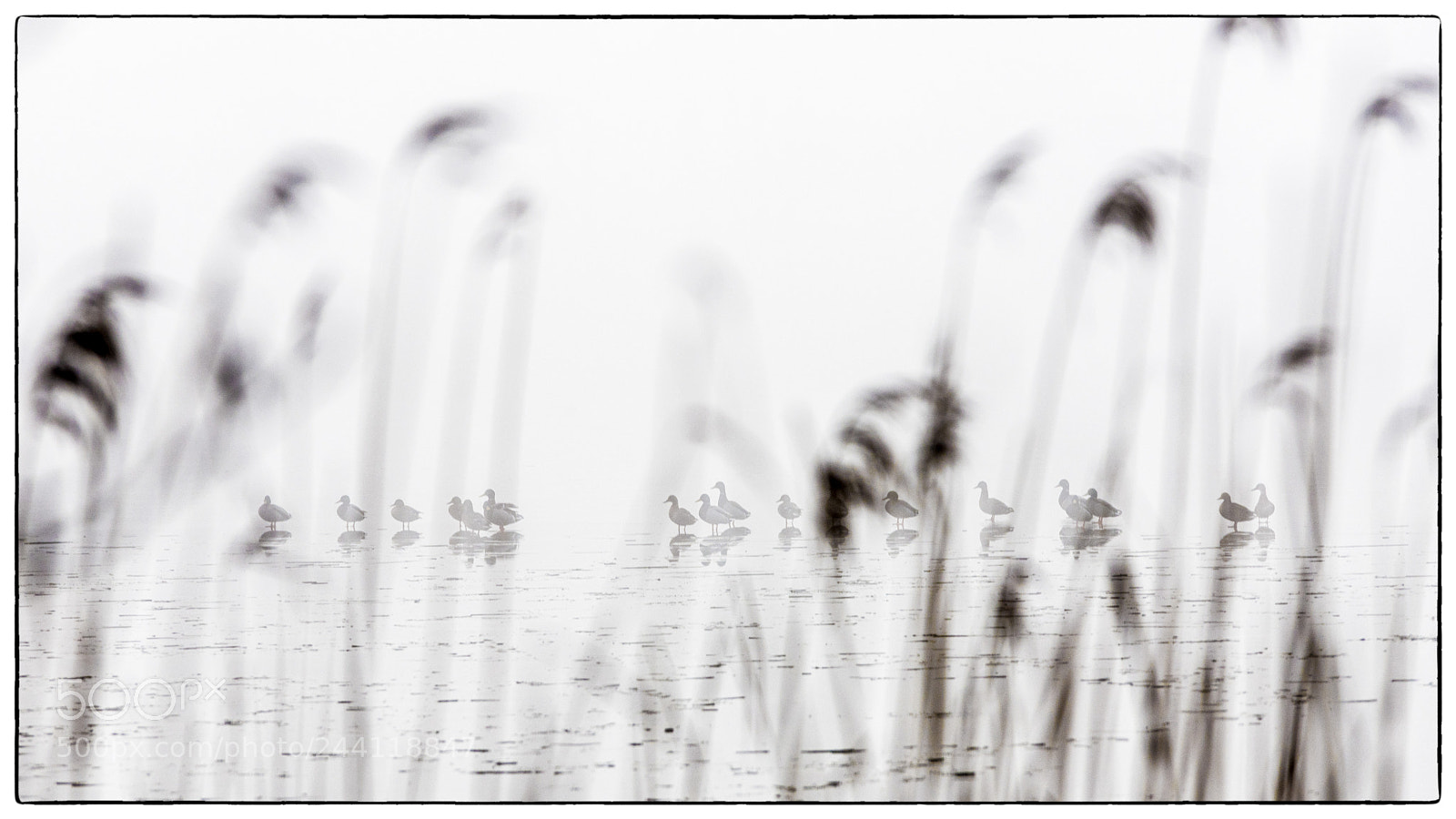 Nikon D850 sample photo. Ducks waiting for summer photography