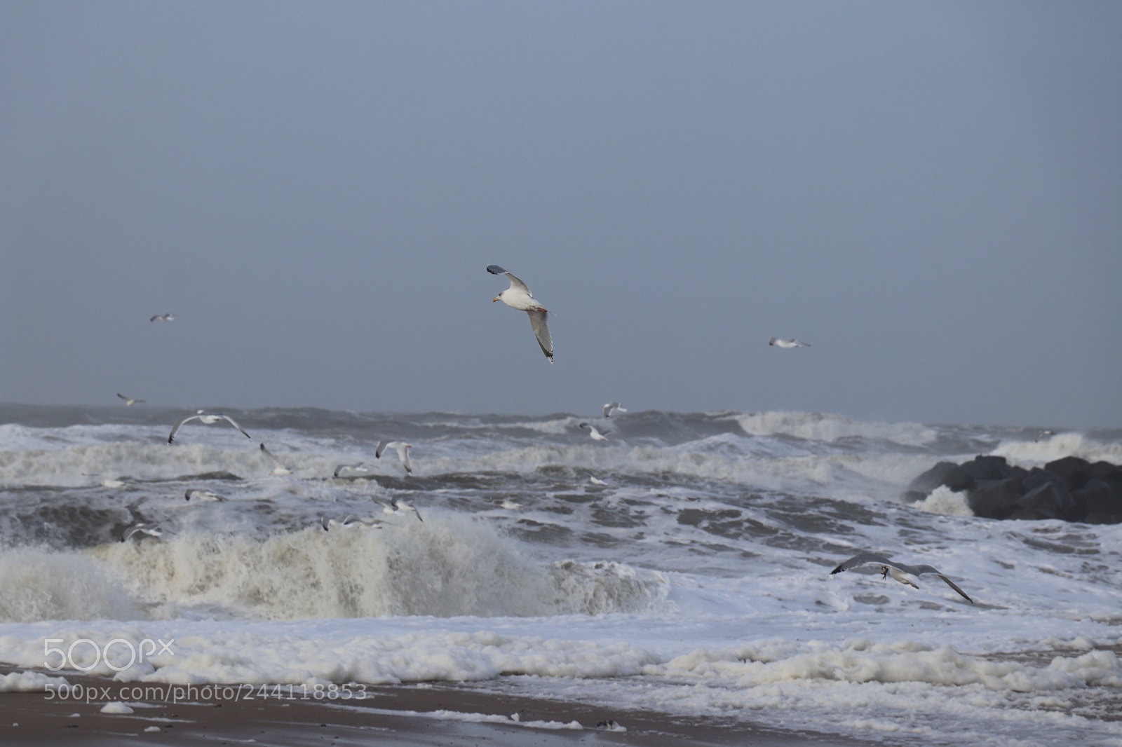 Canon EOS 77D (EOS 9000D / EOS 770D) sample photo. A lot off seagulls photography