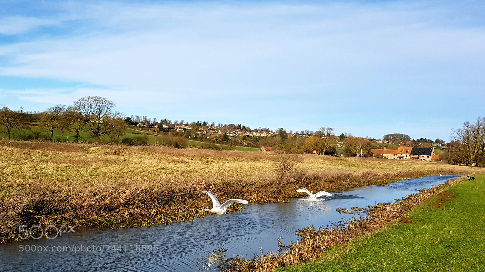 Samsung Galaxy S8+ sample photo. Swans photography