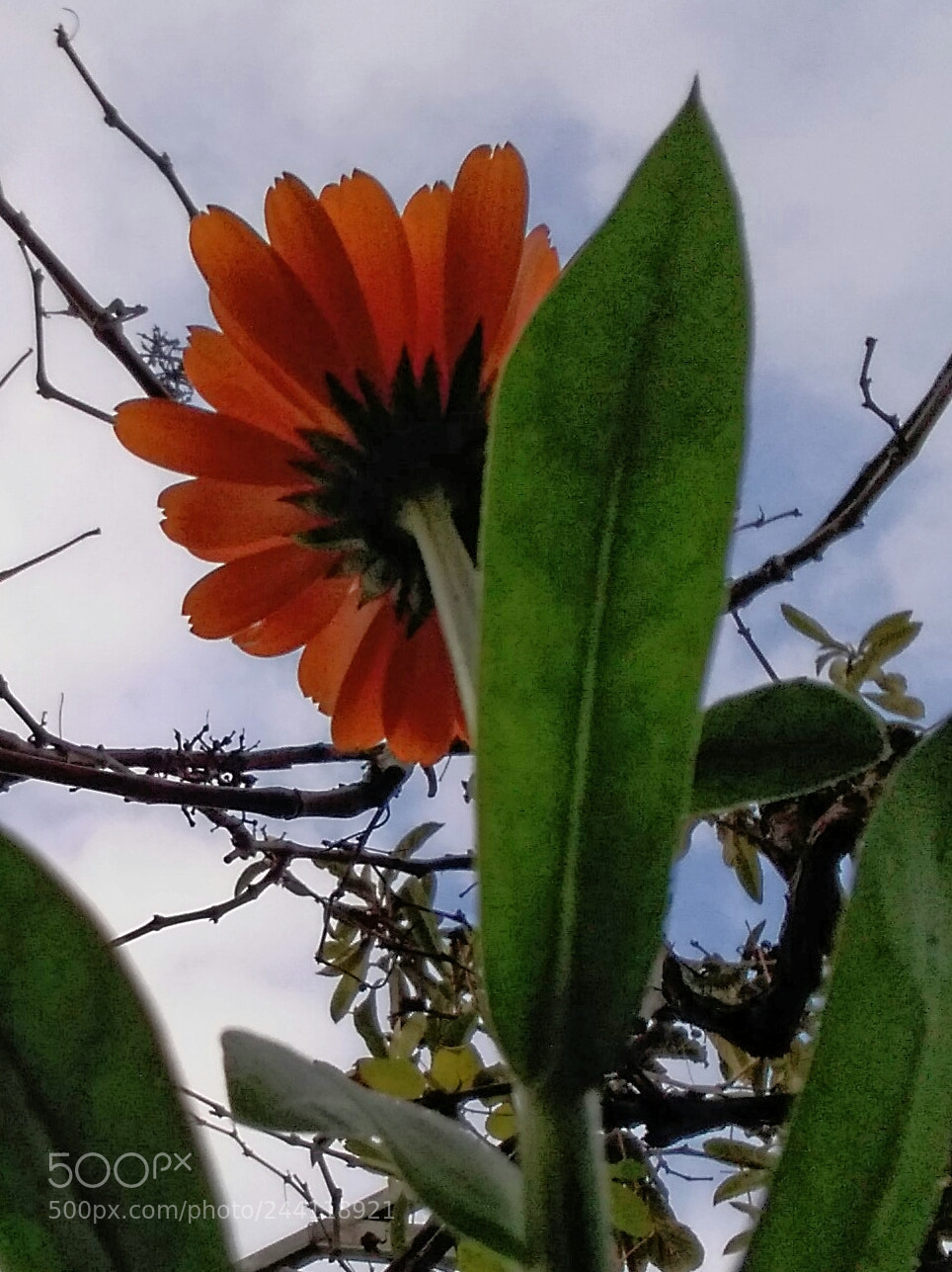 Samsung Galaxy A5 sample photo. Untitled photography