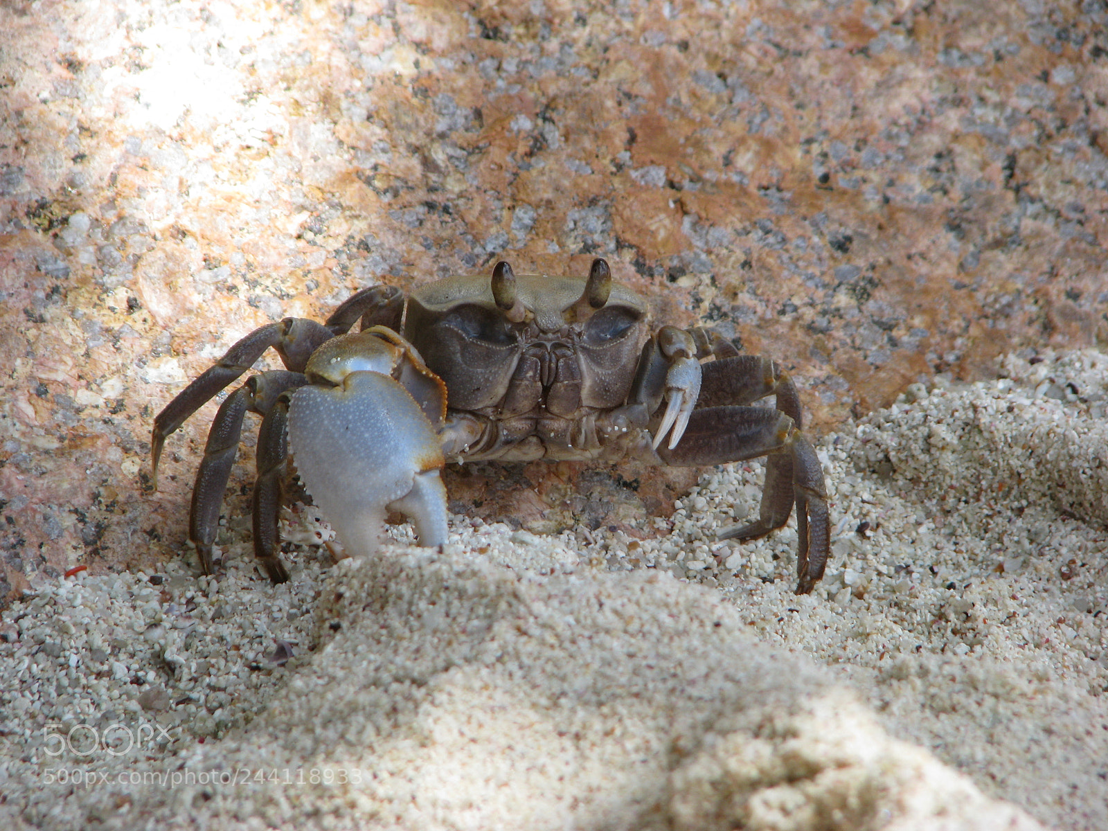 Canon POWERSHOT S5 IS sample photo. Crab photography