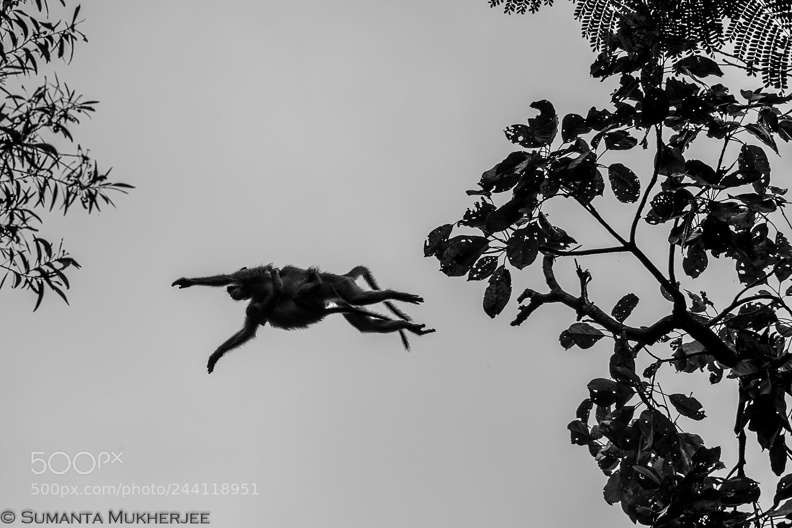 Nikon D810 sample photo. Leap of faith photography