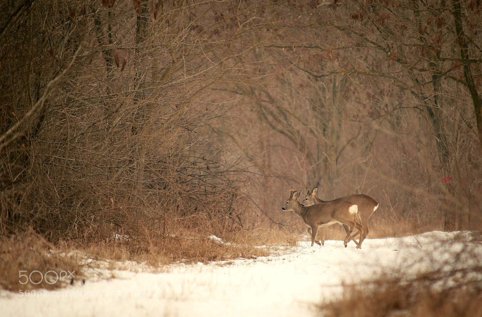 Canon EOS 7D Mark II sample photo. Deers photography