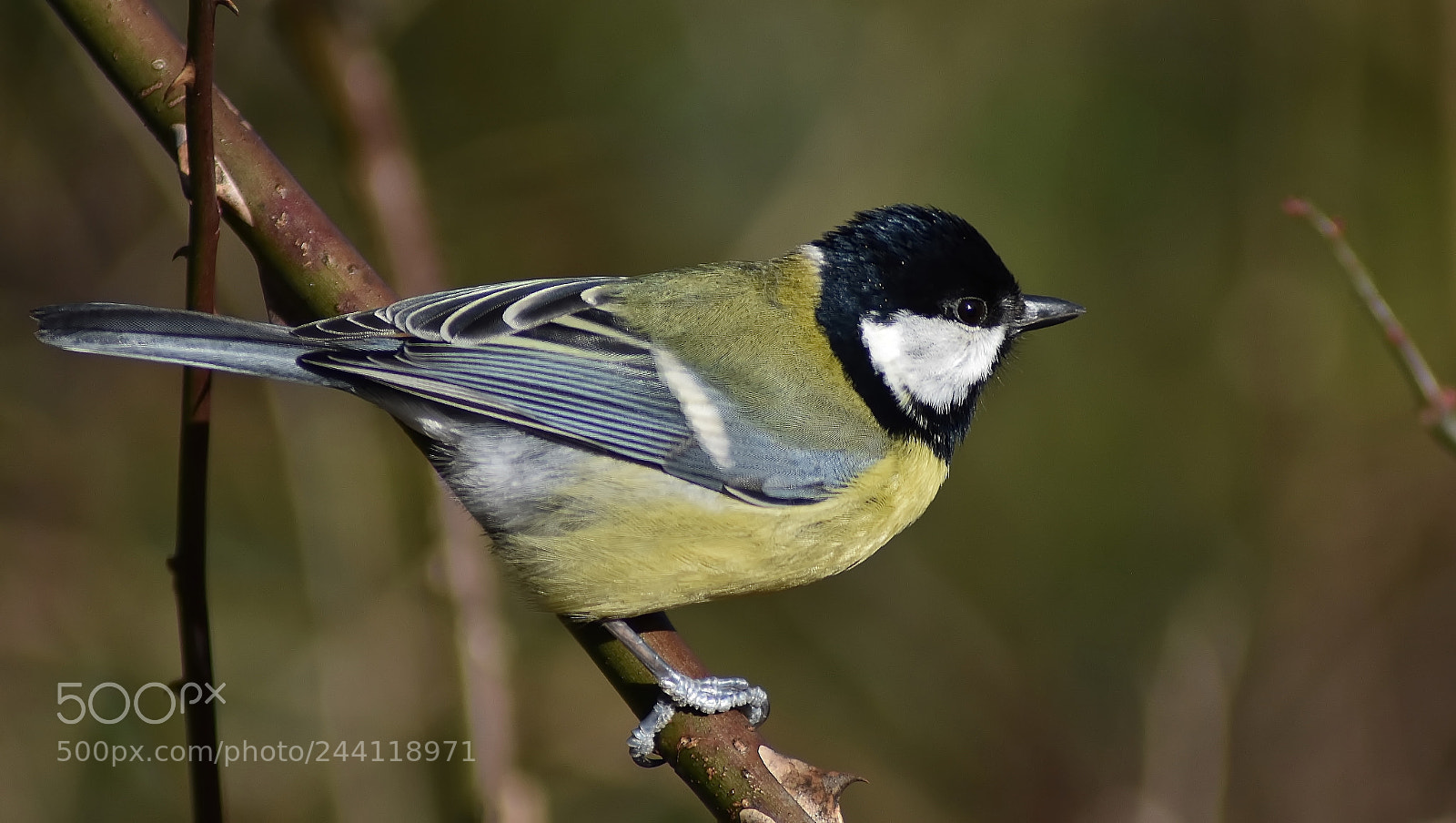 Nikon D3400 sample photo. Great tit... photography