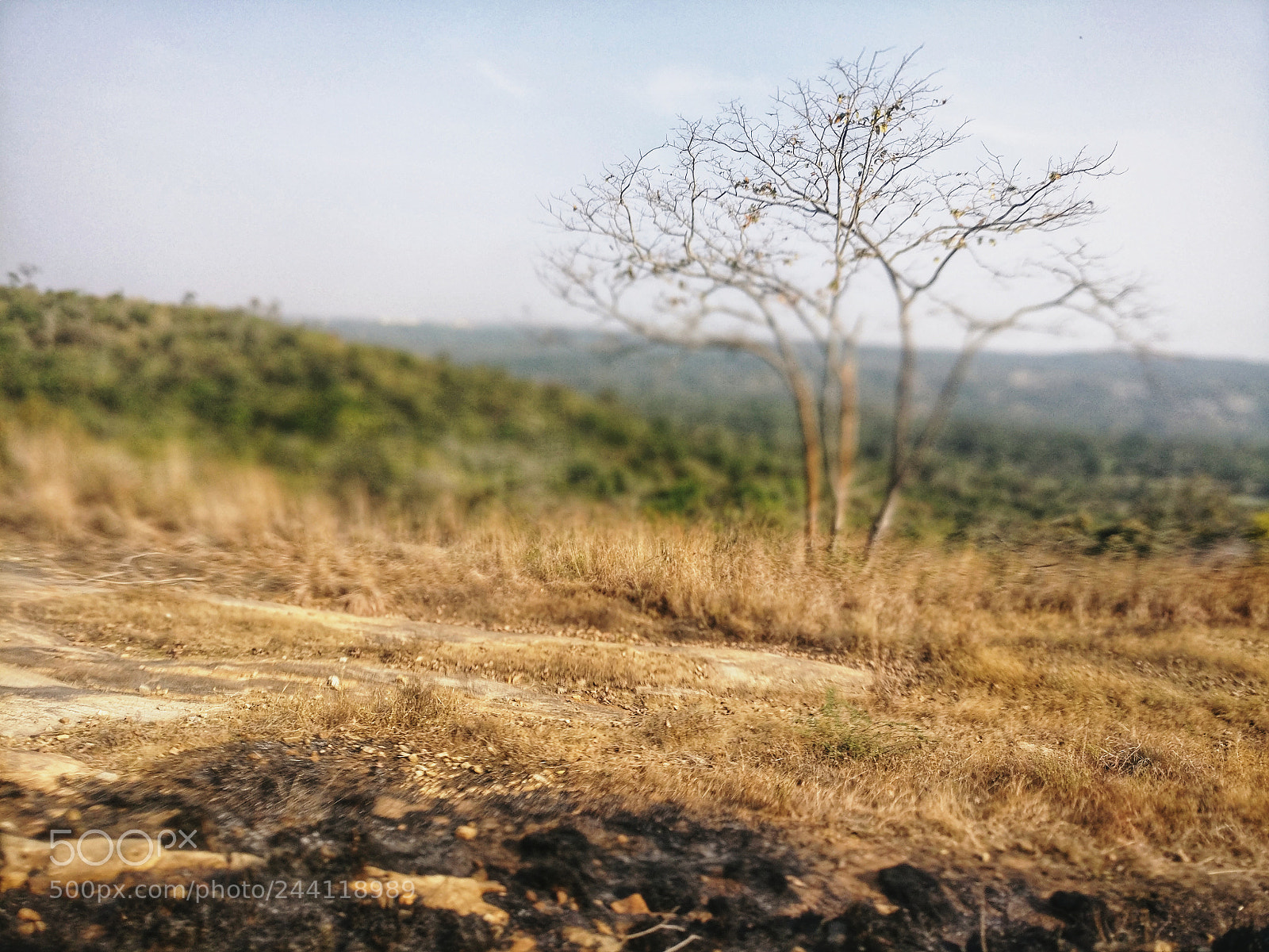 OnePlus A3003 sample photo. Focus photography