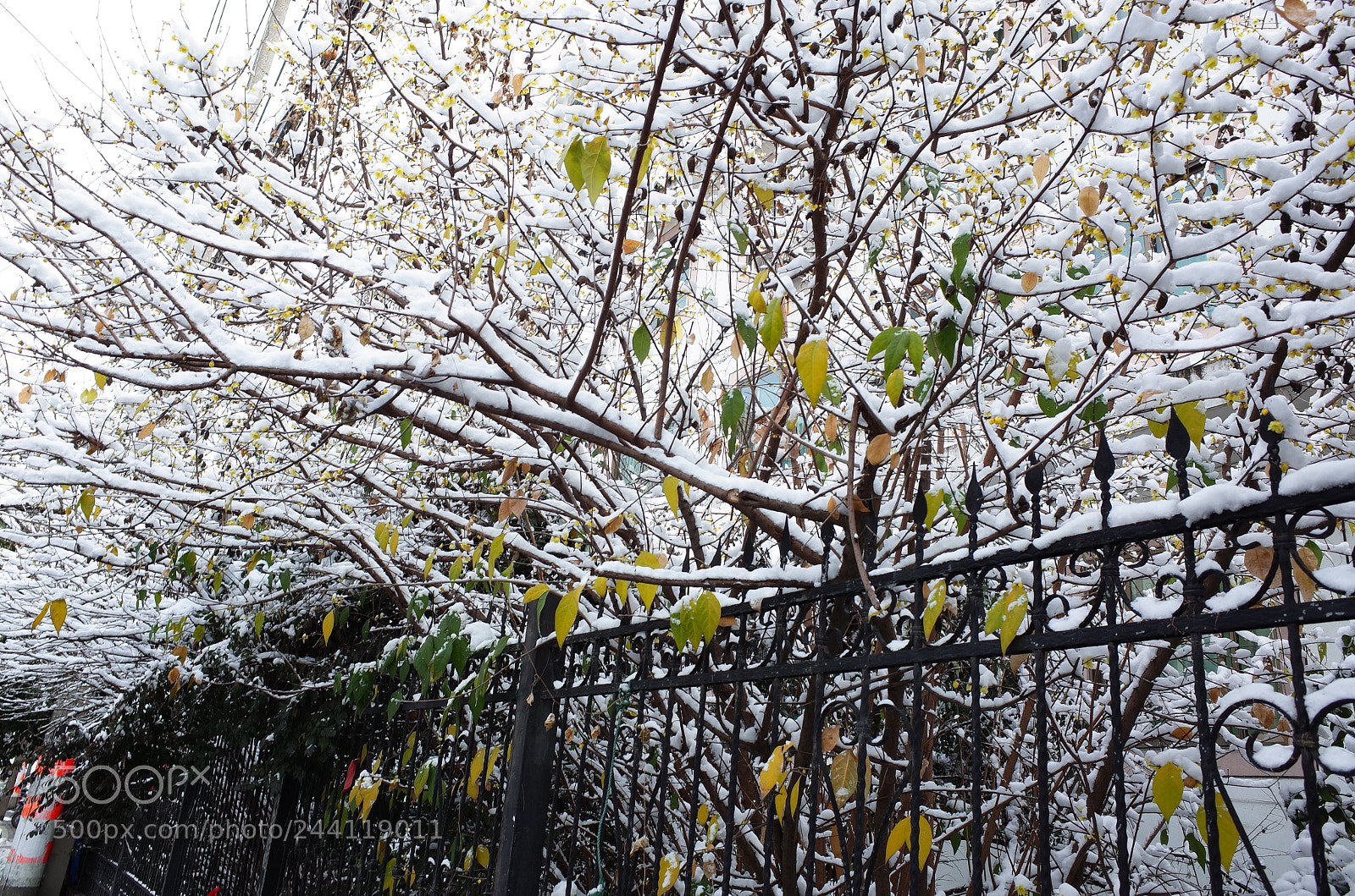 Ricoh GR II sample photo. Snow on trees photography