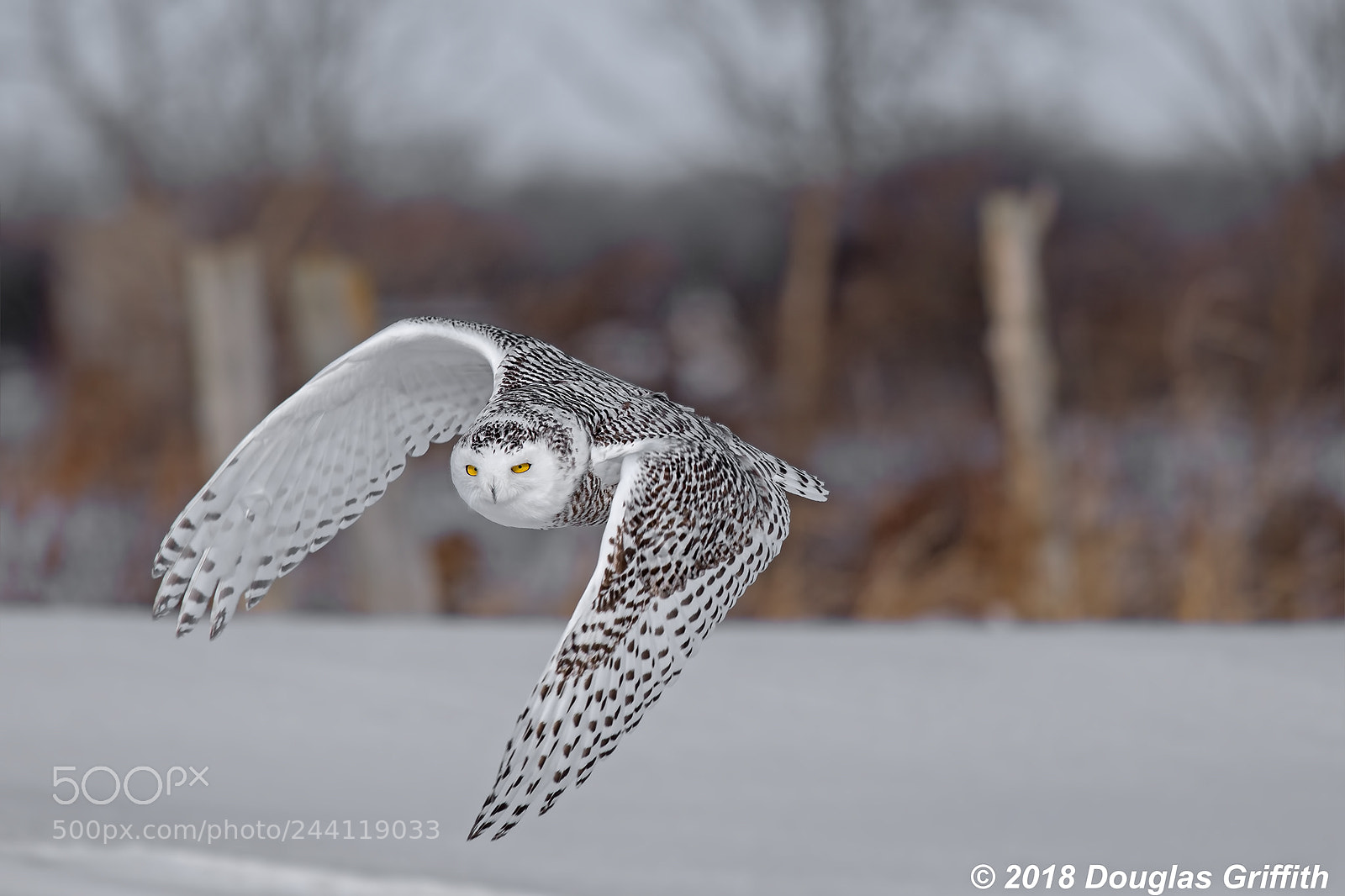Nikon D500 sample photo. Female snowy owl bubo photography