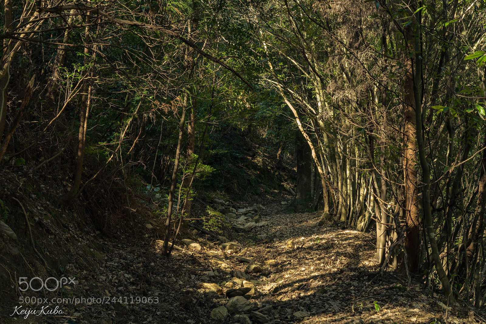 Sony a7R III sample photo. Invitation to the forest photography