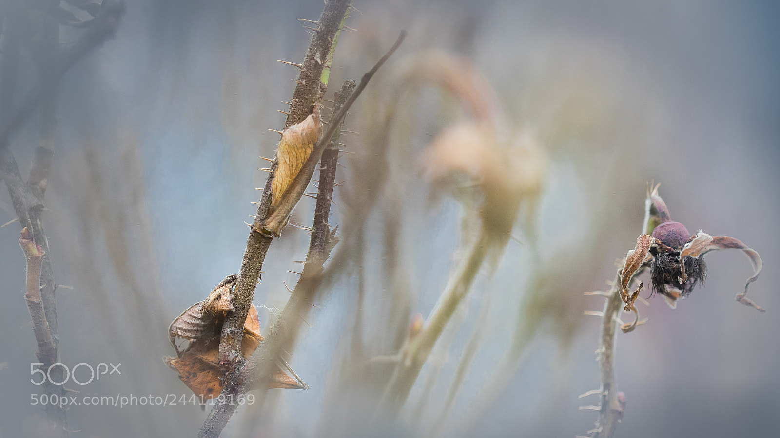 Sony a7 II sample photo. Winter nature photography