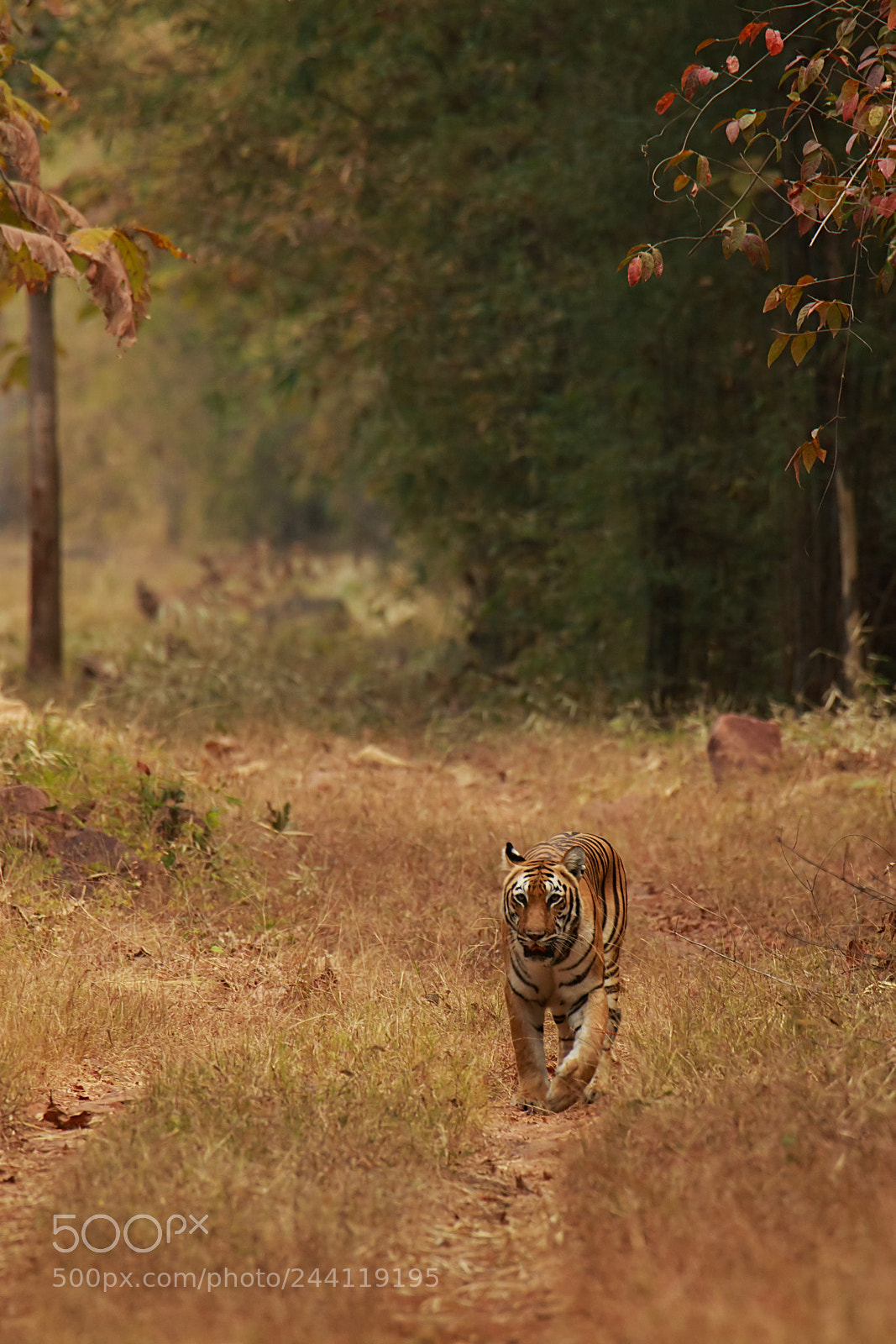 Canon EOS 7D Mark II sample photo. Head on photography