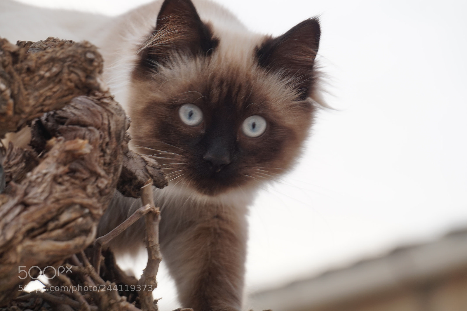Sony Alpha a5000 (ILCE 5000) sample photo. Dsc photography