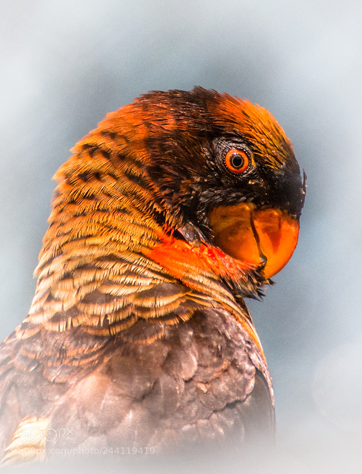 Nikon D7200 sample photo. Bird eye !!! photography