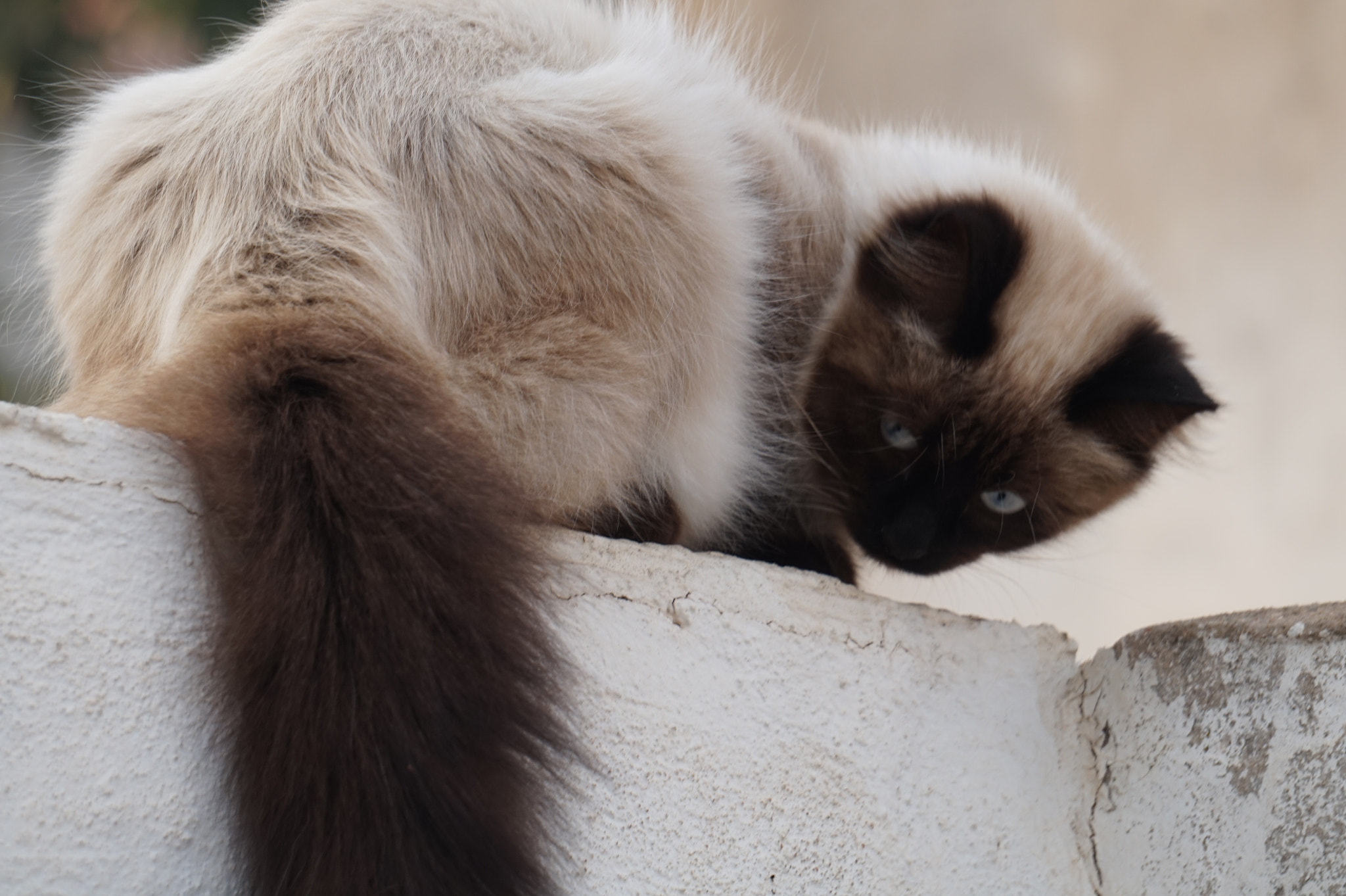 Sony FE 24-240mm F3.5-6.3 OSS sample photo. Cat photography