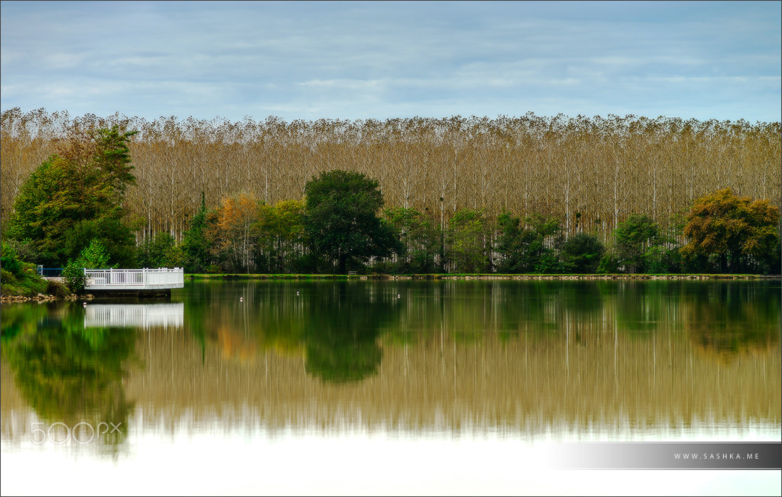 Sony Alpha a99 sample photo. Forest line reflecting in photography