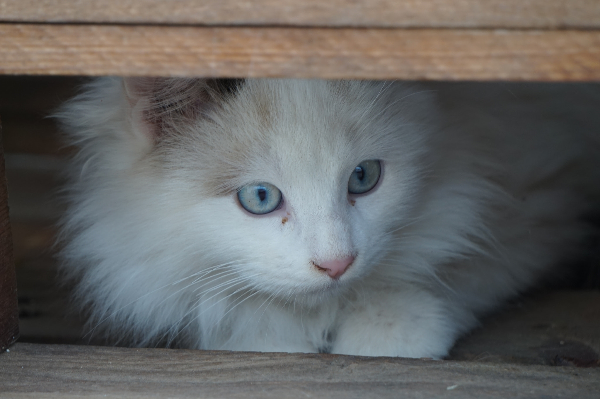 Sony E 55-210mm F4.5-6.3 OSS sample photo. My pet photography