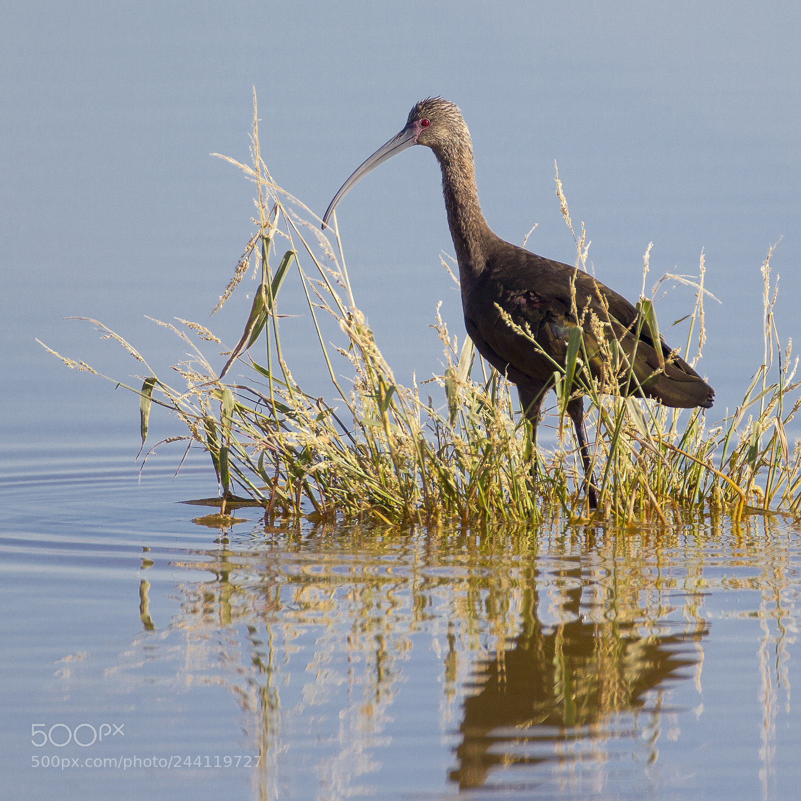 Canon EOS-1D Mark IV sample photo. White-faced ibis photography