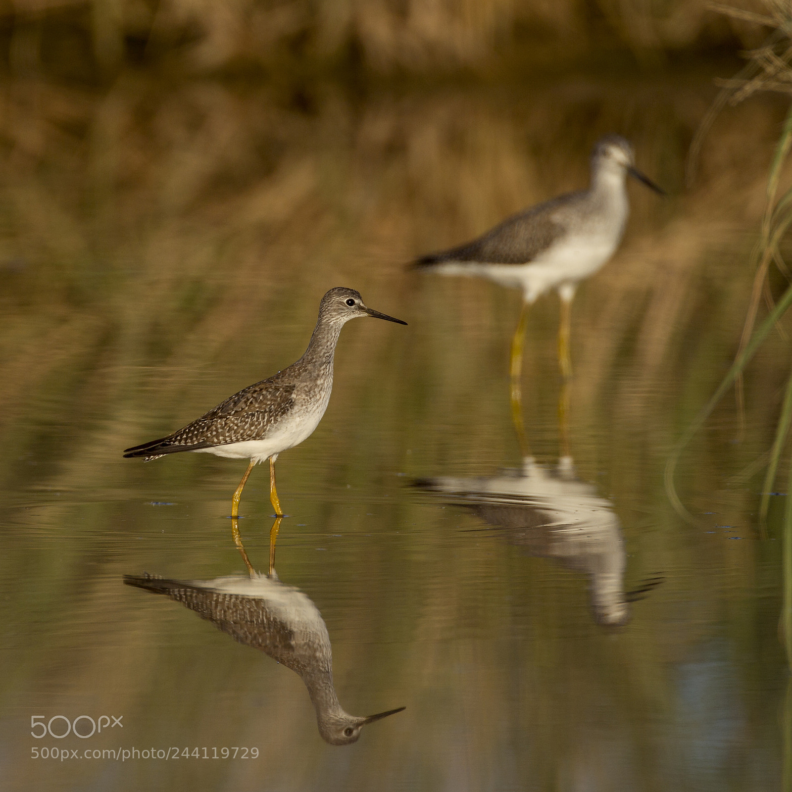 Canon EOS-1D Mark IV sample photo. Lesser yellowlegs and greater photography