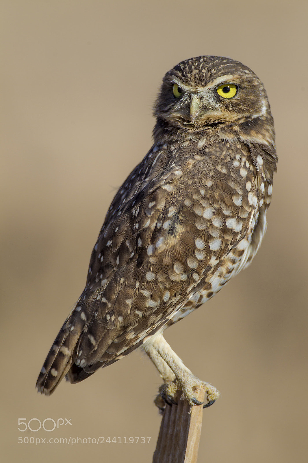 Canon EOS-1D Mark IV sample photo. Burrowing owl photography