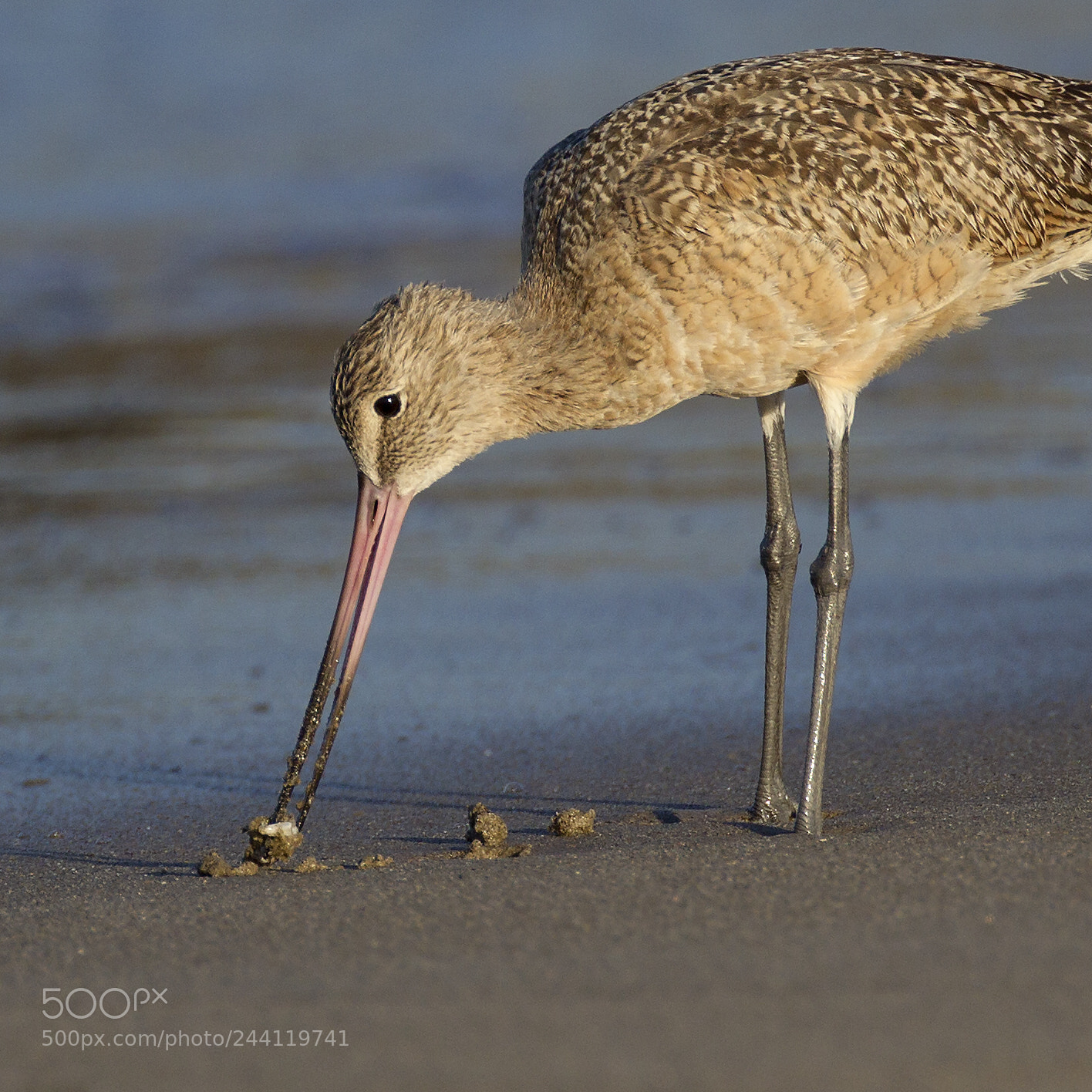 Canon EOS-1D Mark IV sample photo. Marbled godwit photography