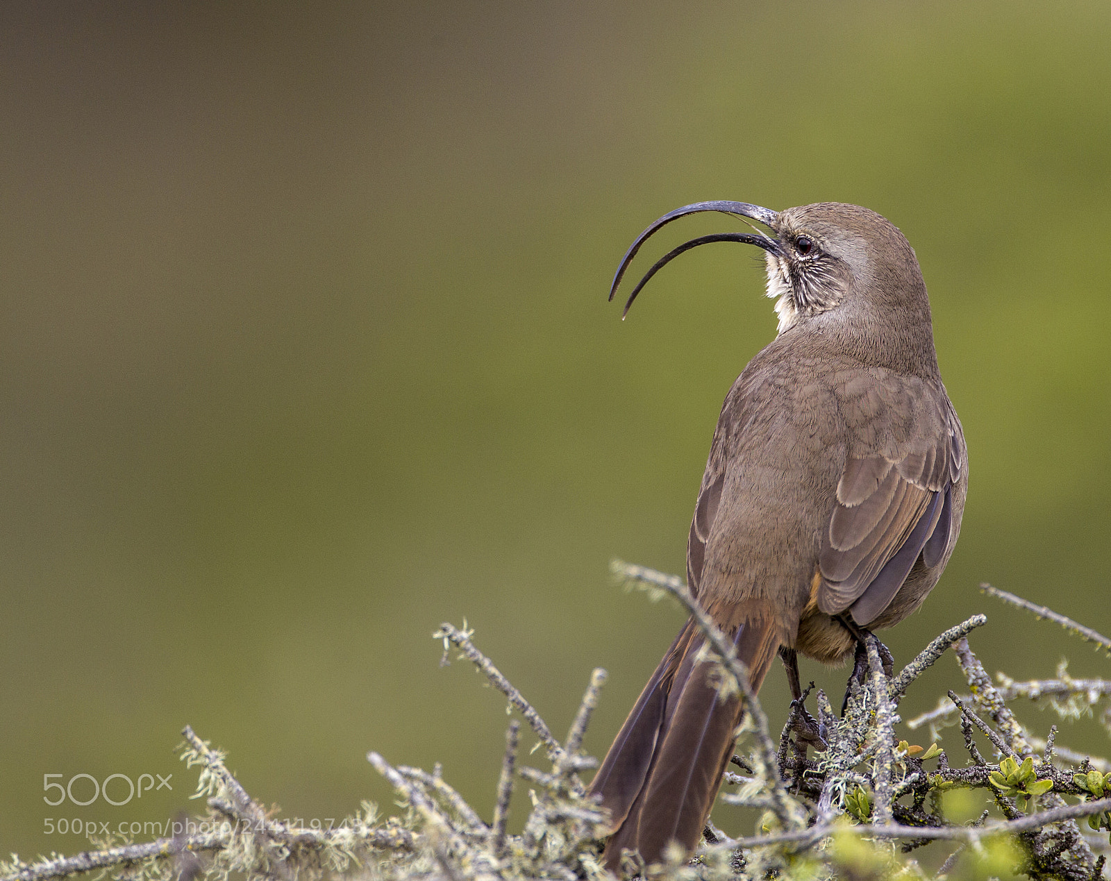 Canon EOS-1D Mark IV sample photo. California thrasher photography