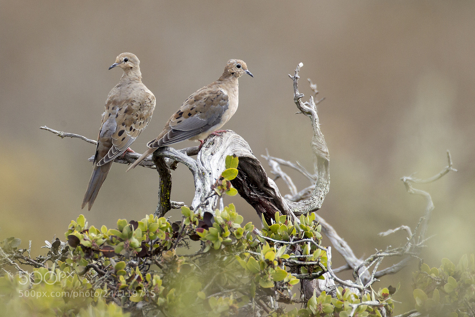 Canon EOS-1D Mark IV sample photo. Mourning dove photography
