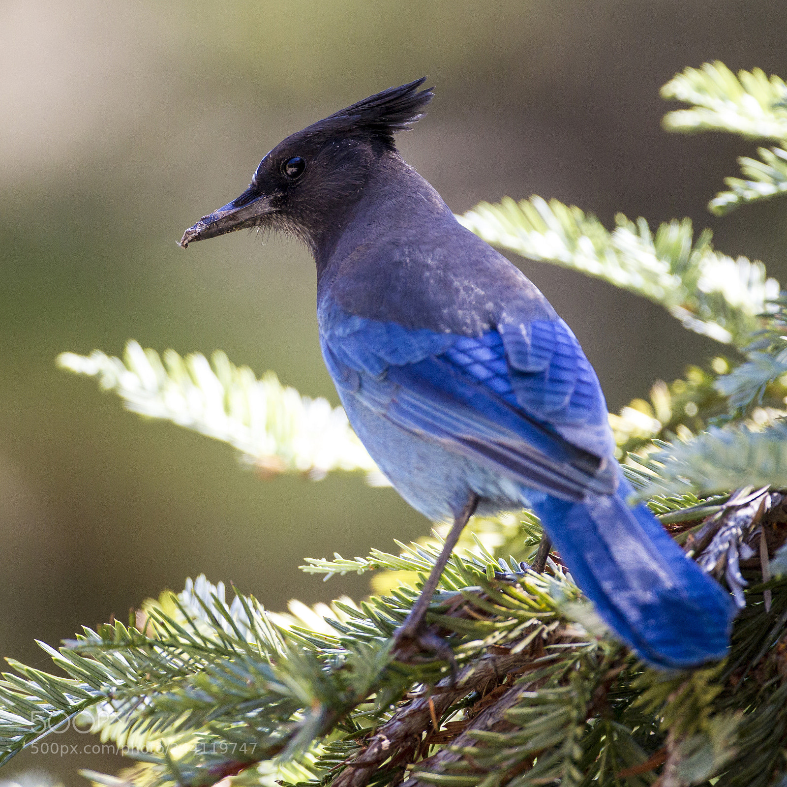 Canon EOS-1D Mark IV sample photo. Steller's jay photography