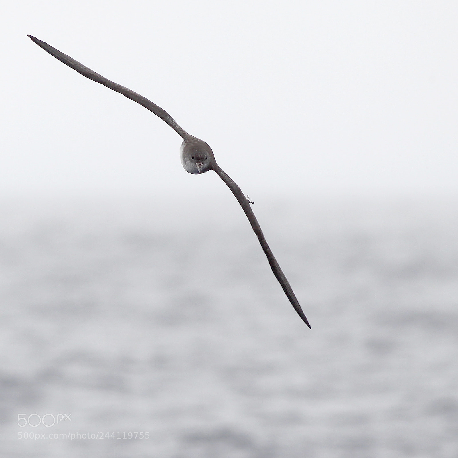 Canon EOS-1D Mark IV sample photo. Pink-footed shearwater photography