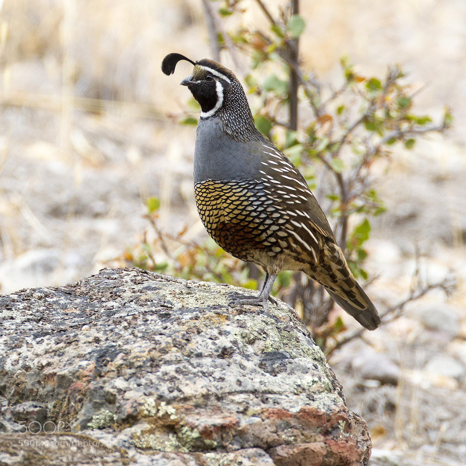 Canon EOS-1D Mark IV sample photo. California quail photography