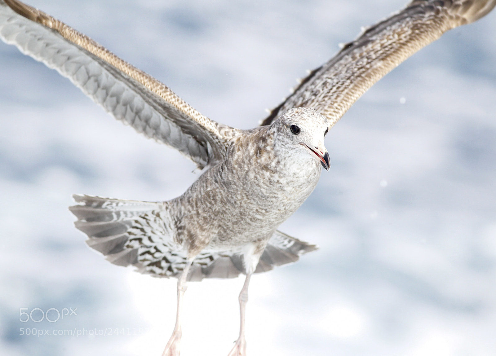 Canon EOS-1D Mark IV sample photo. California gull photography