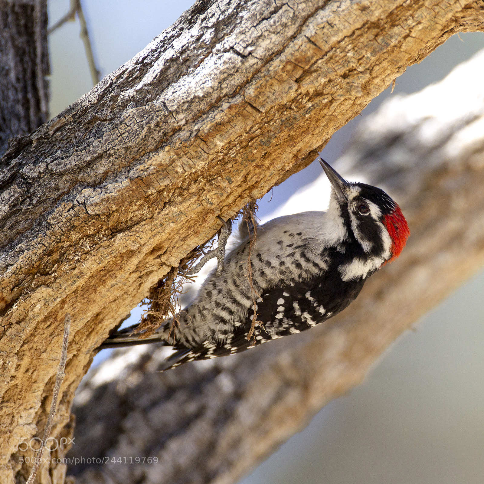 Canon EOS-1D Mark IV sample photo. Nuttall's woodpecker photography