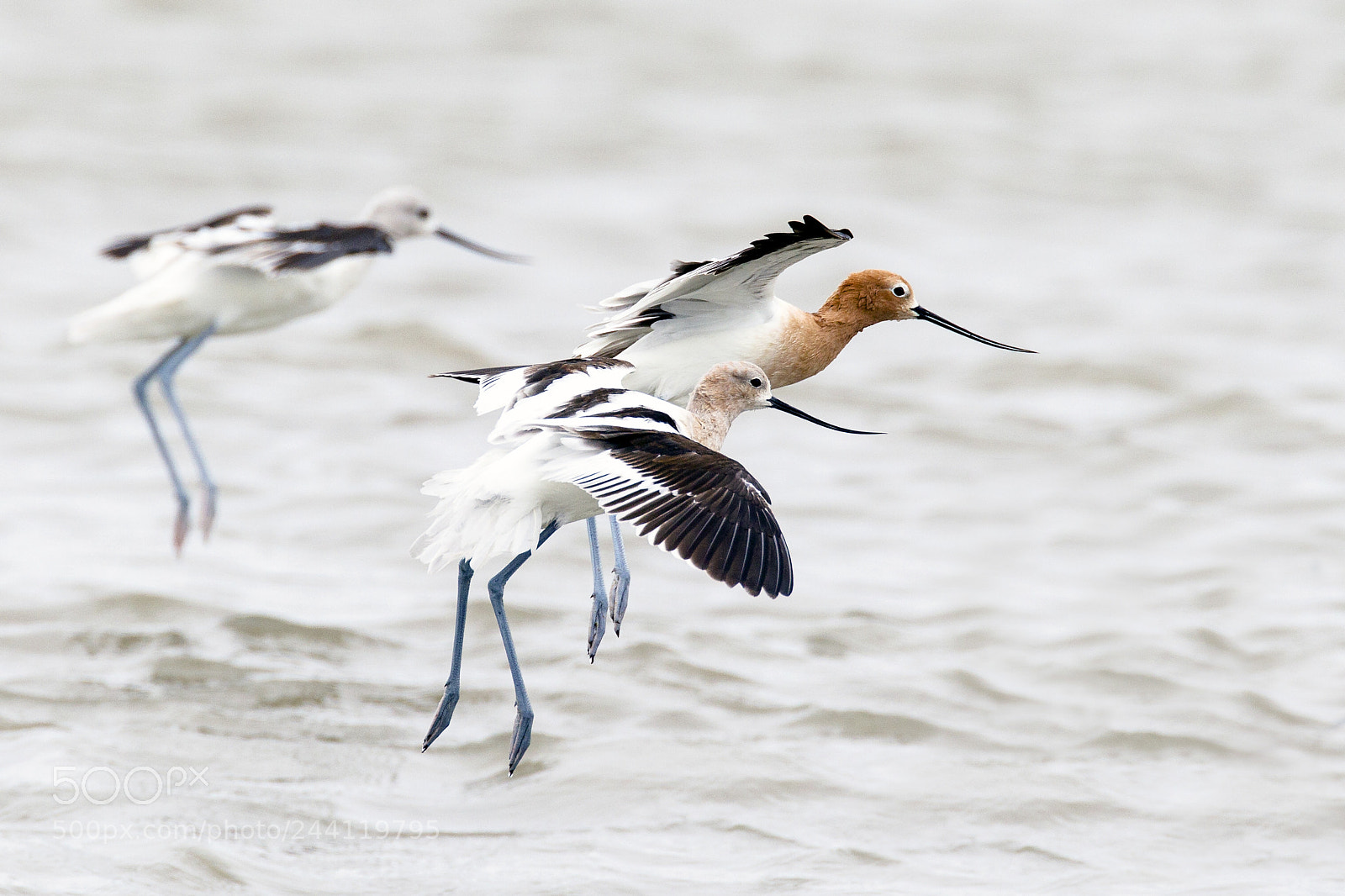 Canon EOS-1D Mark IV sample photo. American avocet photography