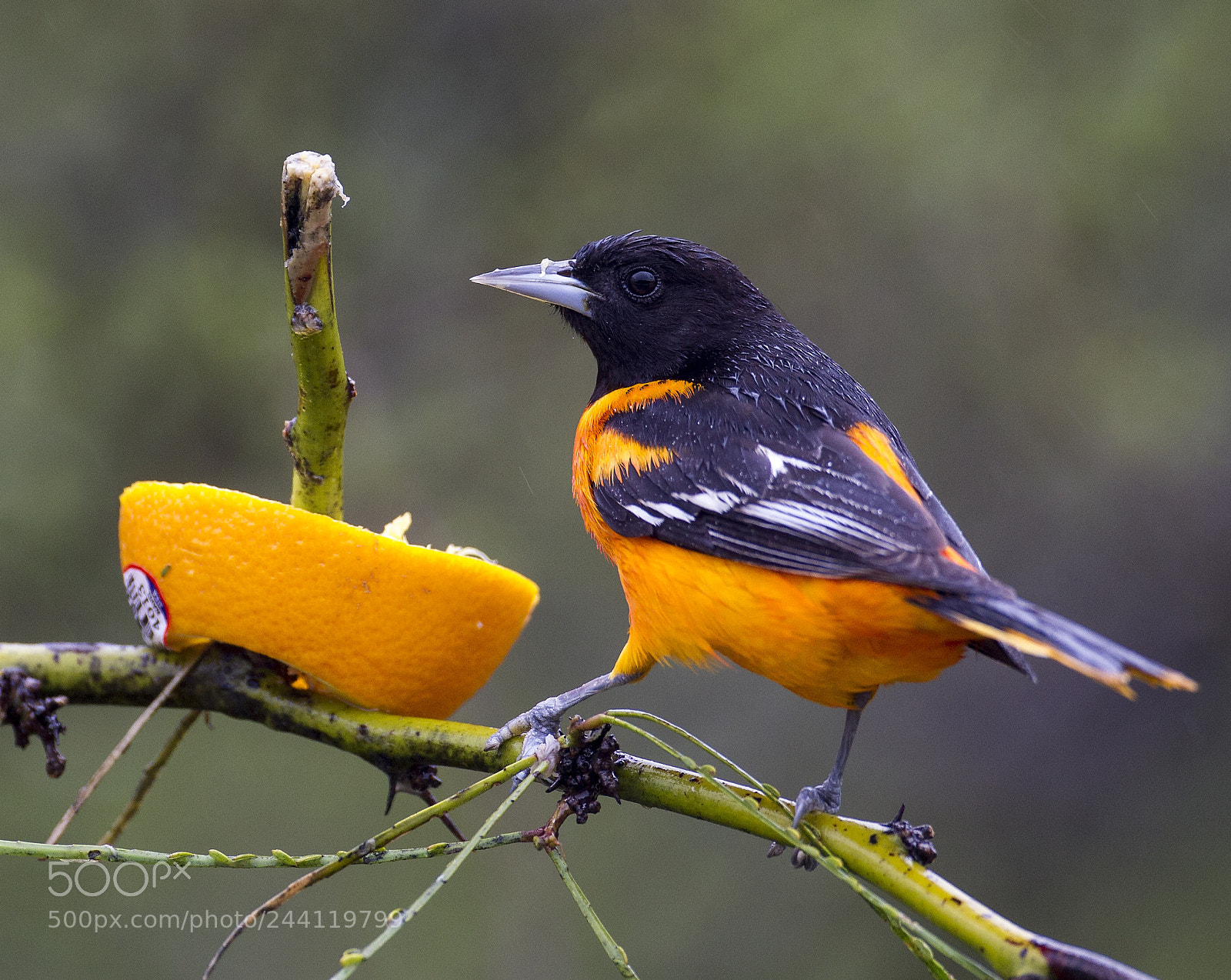 Canon EOS-1D Mark IV sample photo. Baltimore oriole photography