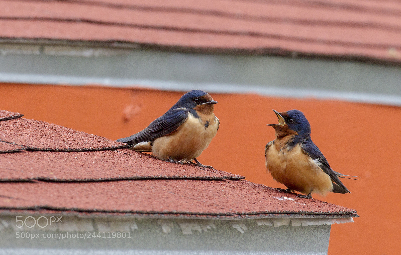 Canon EOS-1D Mark IV sample photo. Barn swallow photography