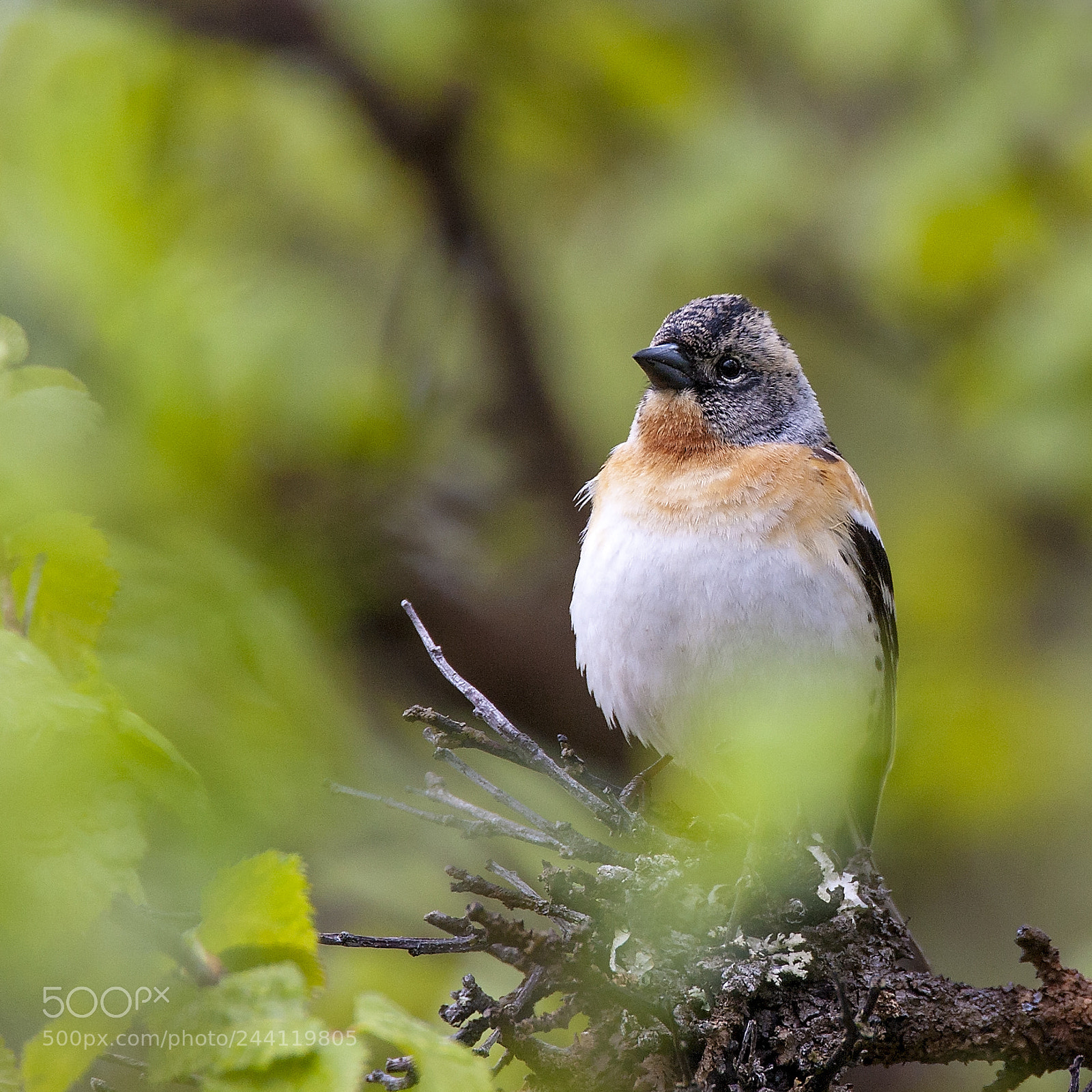 Canon EOS-1D Mark III sample photo. Bergfink photography