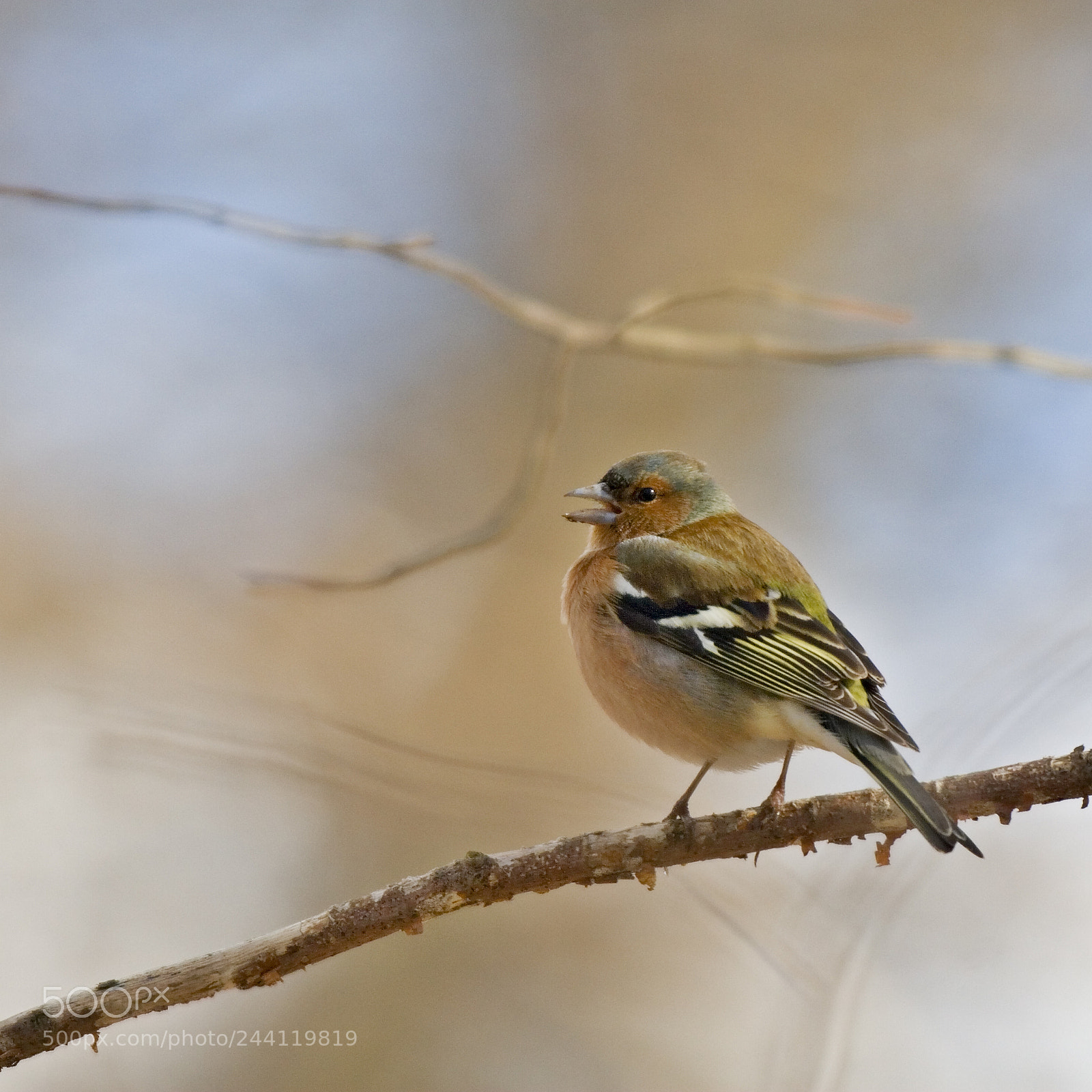 Canon EOS 30D sample photo. Bofink photography