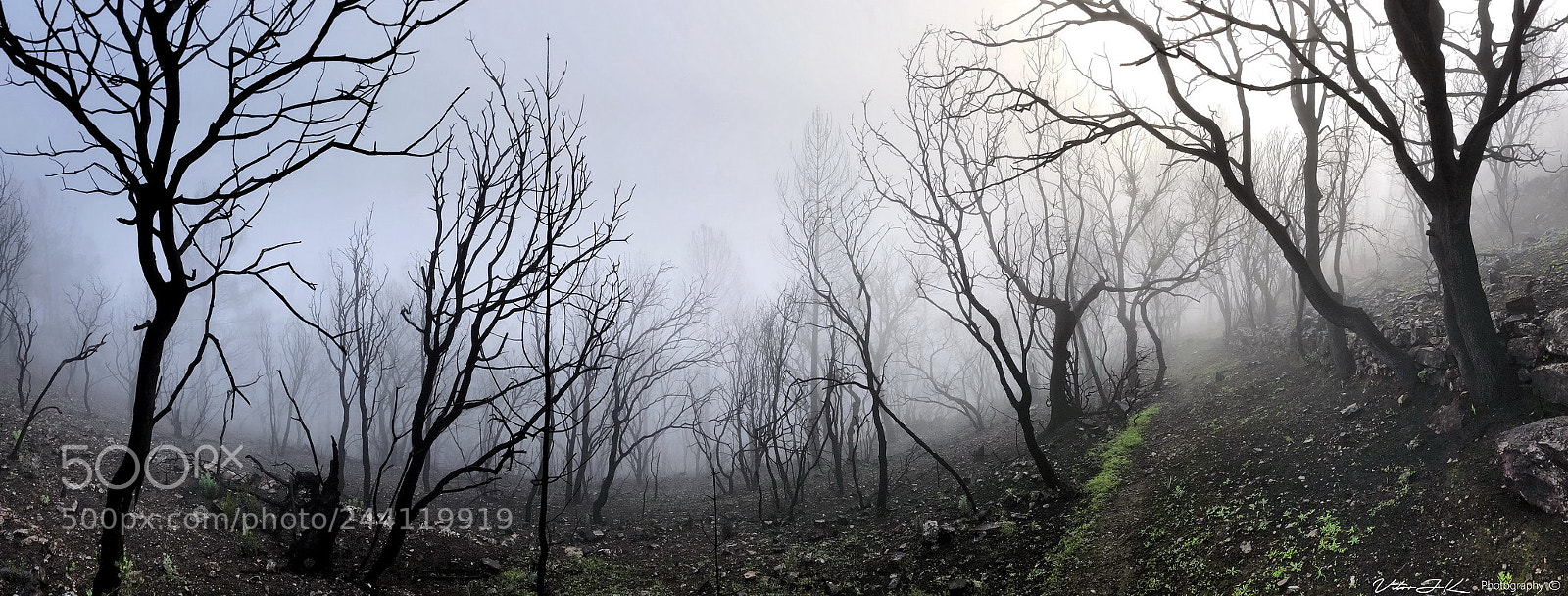 Apple iPhone X sample photo. The morning mist photography