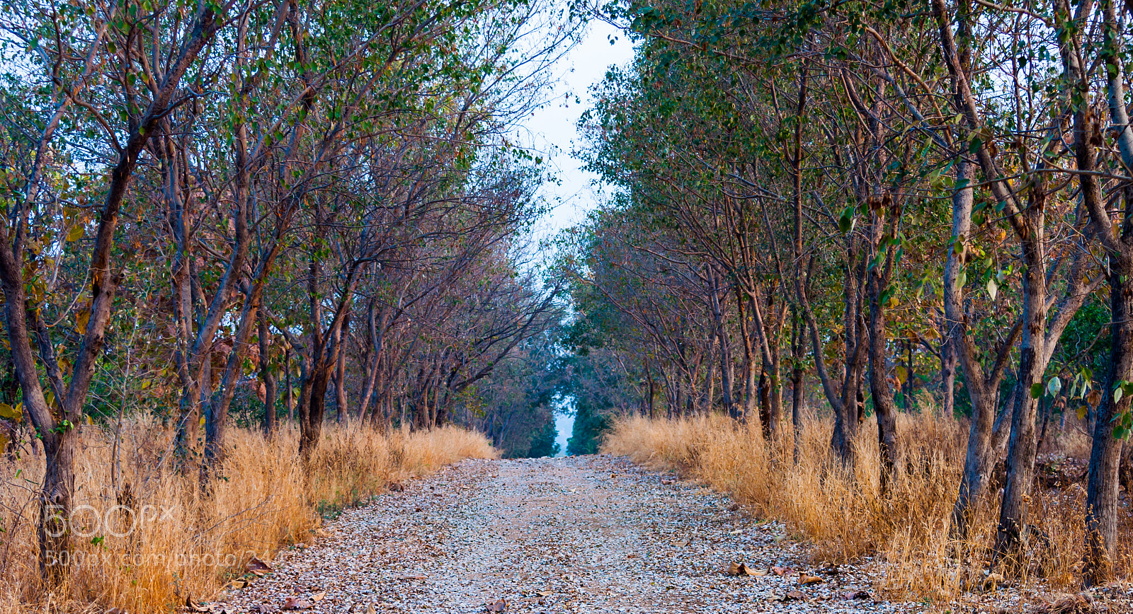 Nikon D5000 sample photo. Wanderer's path photography