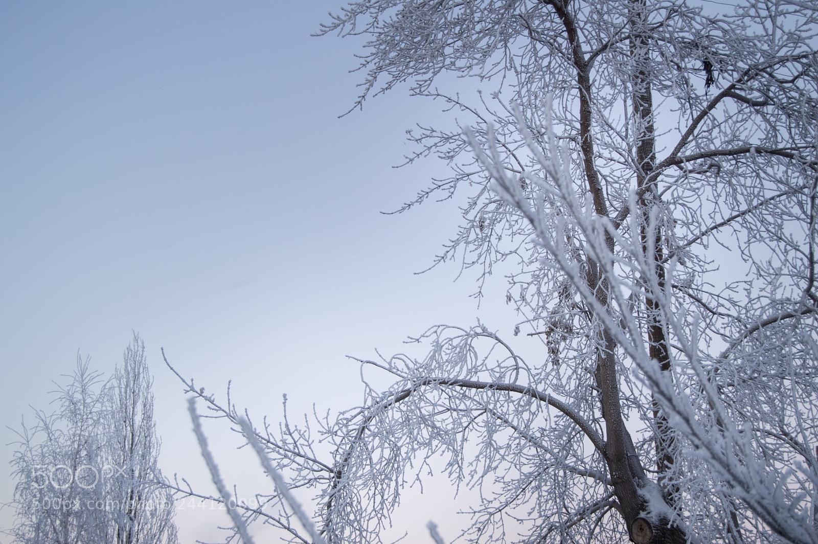 Nikon D3200 sample photo. Closeup of the frost photography