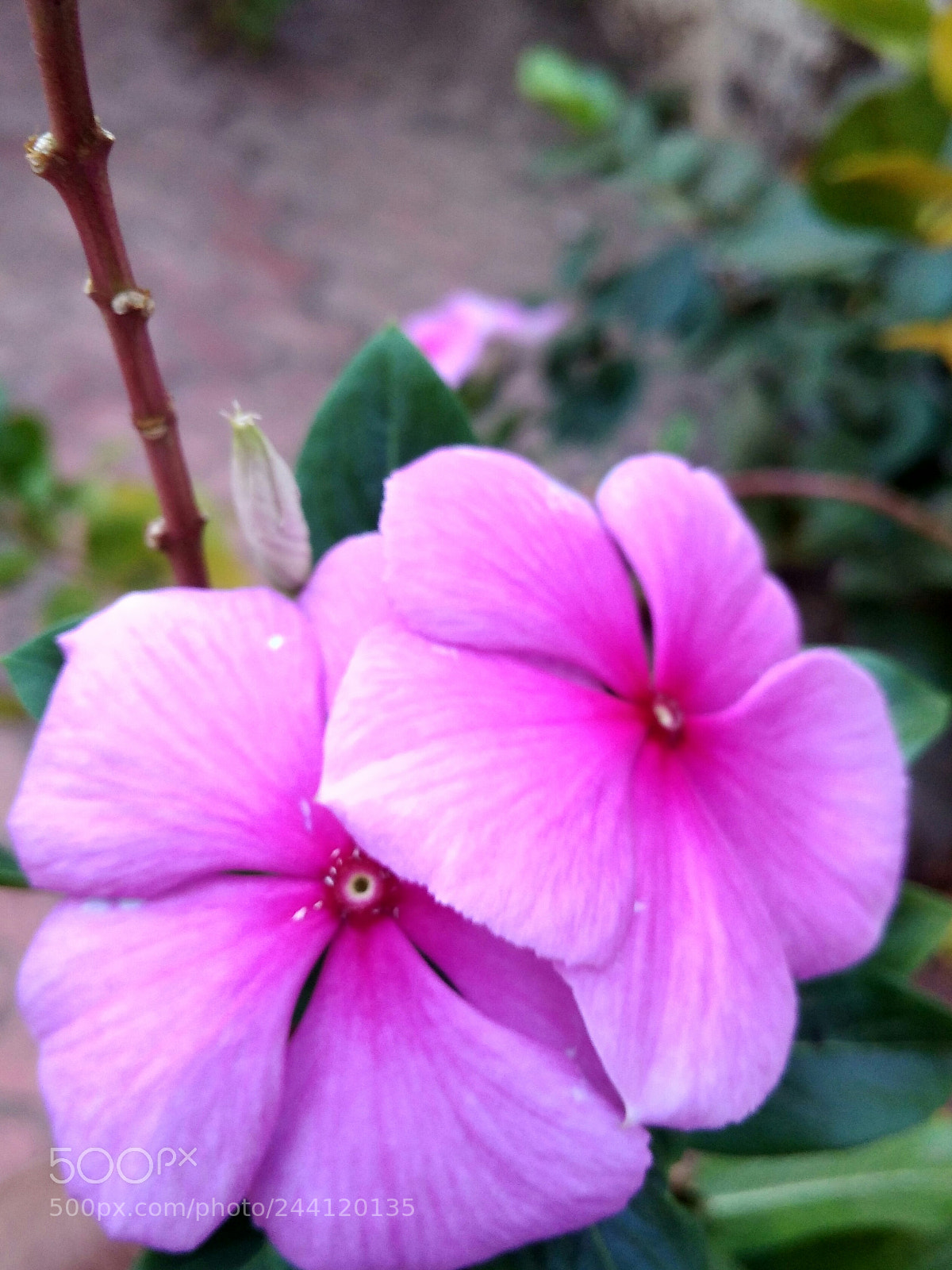 Xiaomi Redmi 4A sample photo. Img_20180123_175349.jpg photography