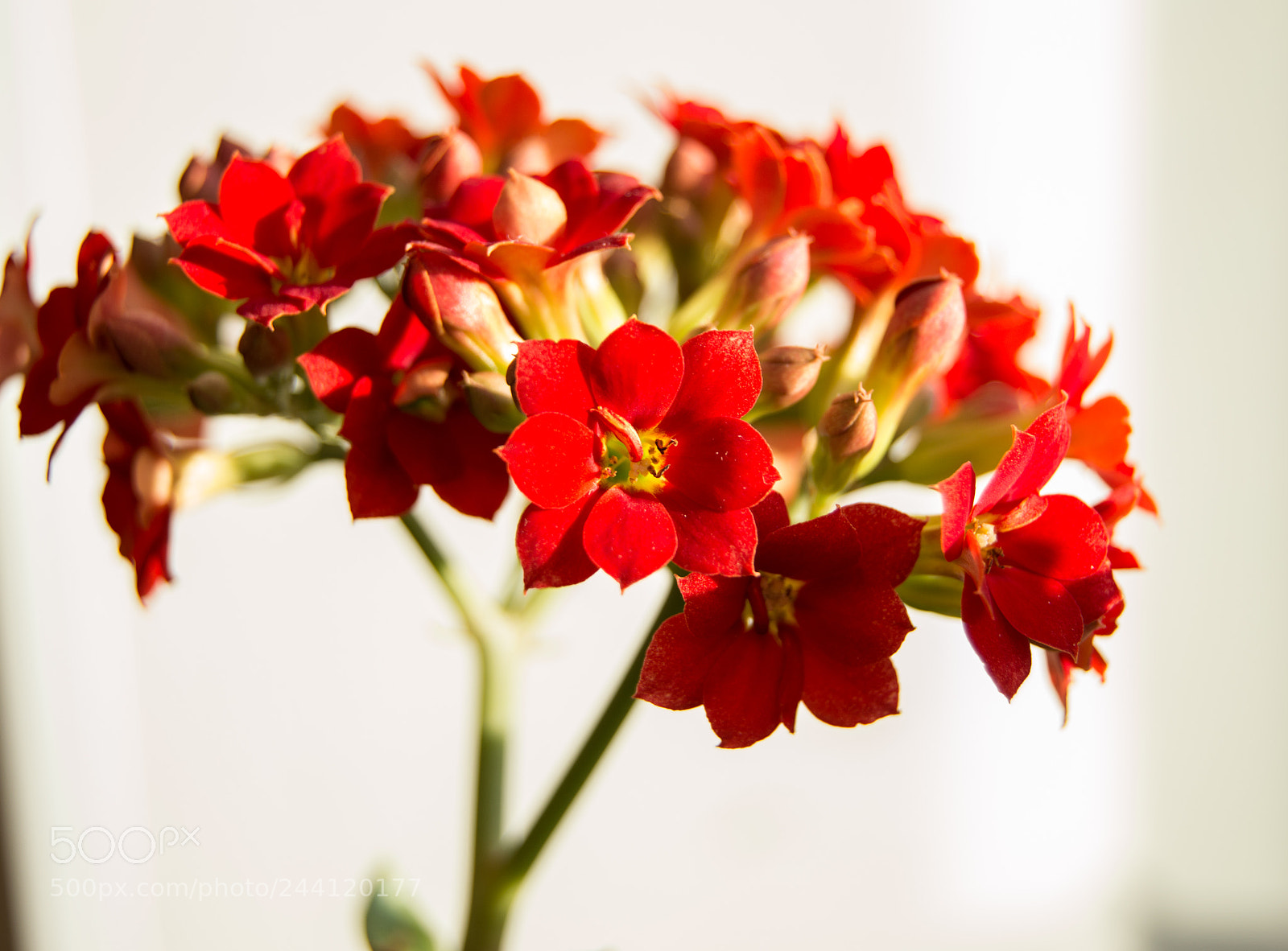 Nikon D3200 sample photo. Kalanchoe red flowers, known photography