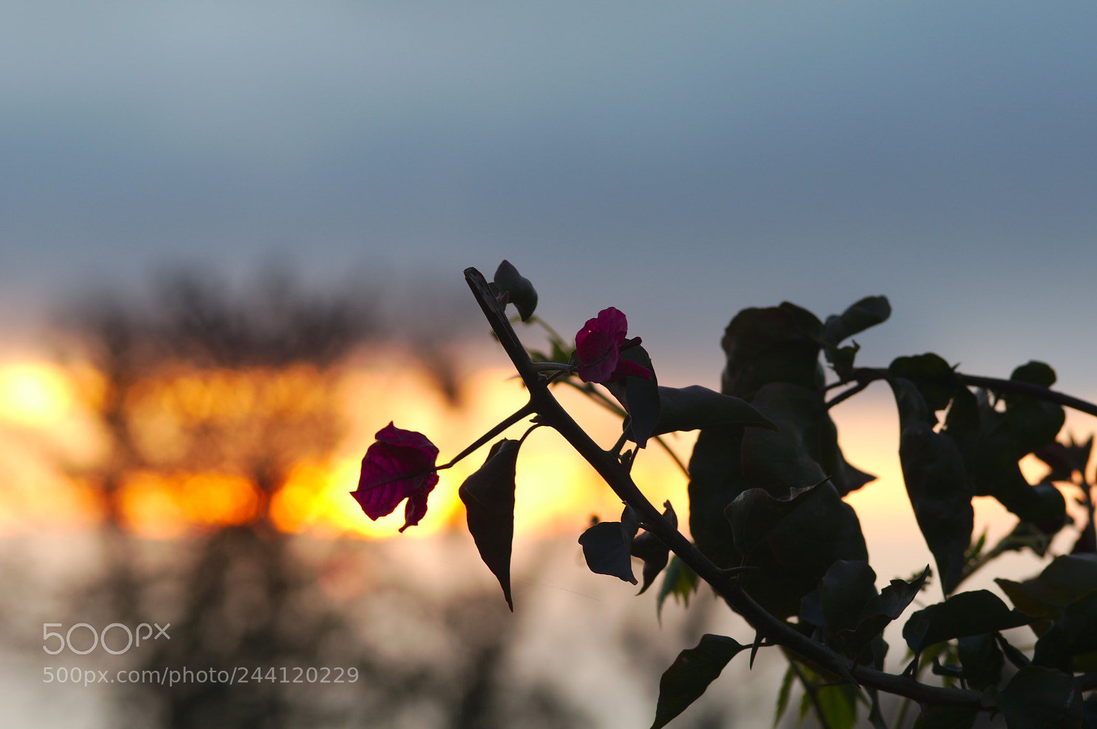 Pentax K-3 II sample photo. Flower in the sunset photography