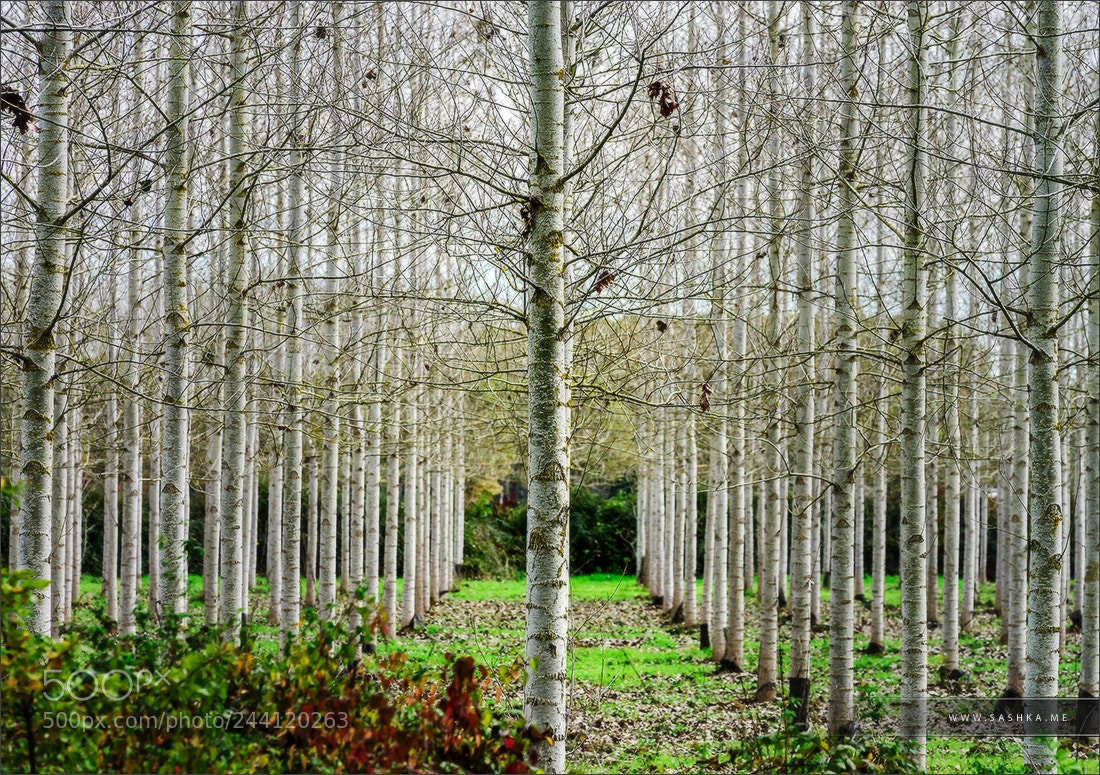 Sony Alpha a99 sample photo. Strait lines of wooded photography