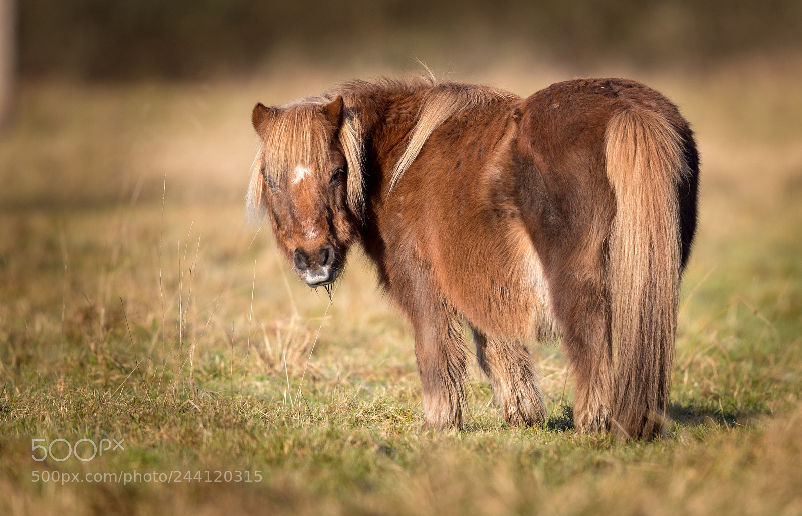 Canon EOS-1D X Mark II sample photo. Pony grazing photography