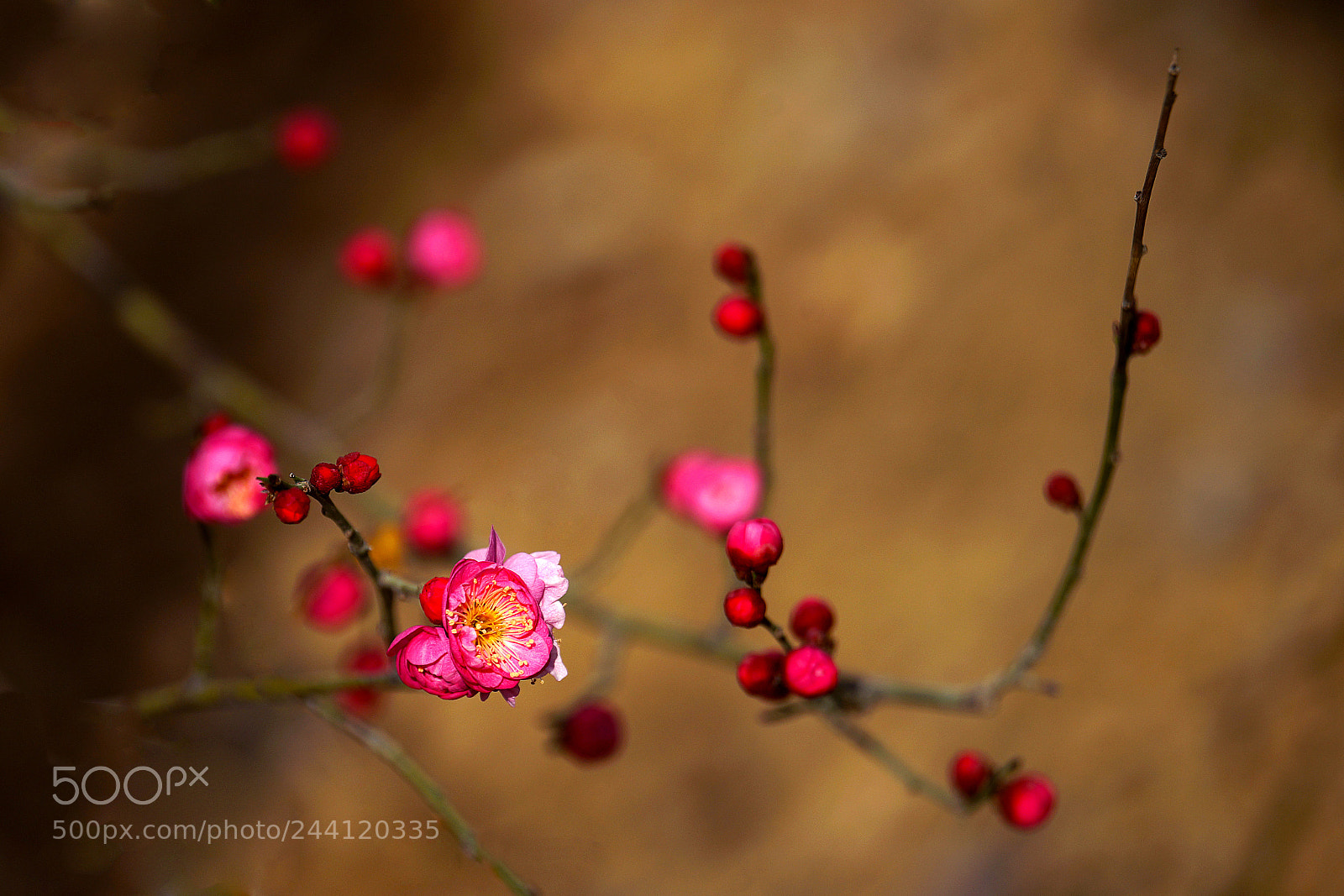 Sony Alpha a99 sample photo. 新梅 photography