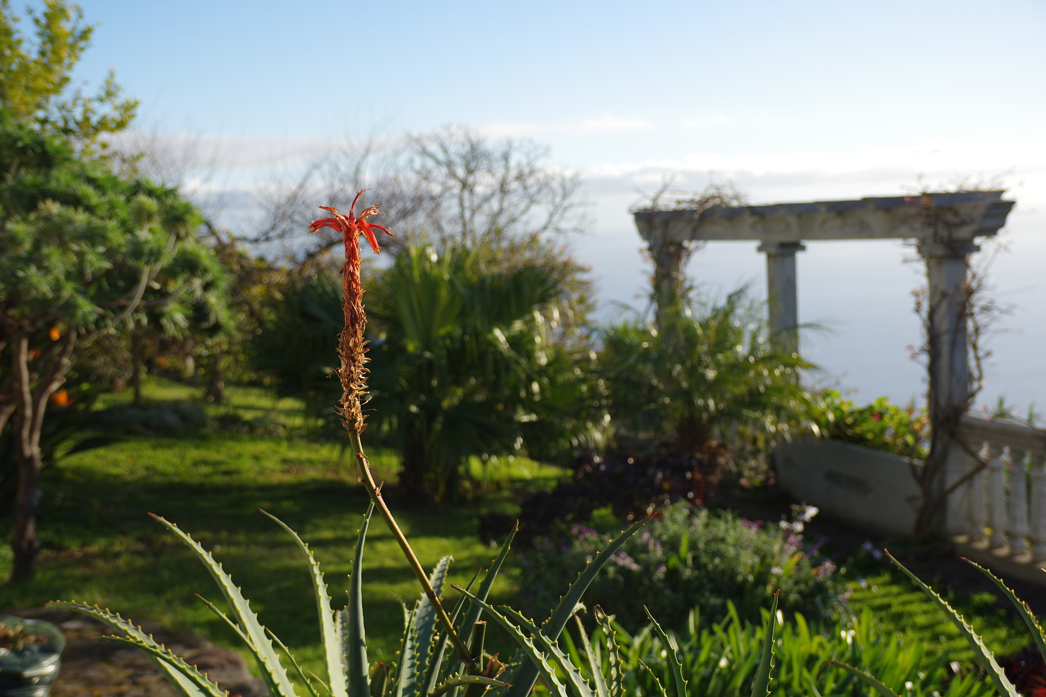 Pentax K-3 II + Pentax smc DA 17-70mm F4.0 AL (IF) SDM sample photo. Madeira garden photography