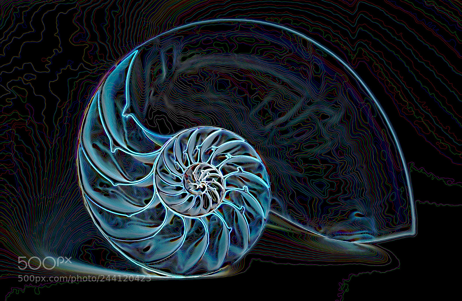 Canon EOS 50D sample photo. Electricnautilus photography