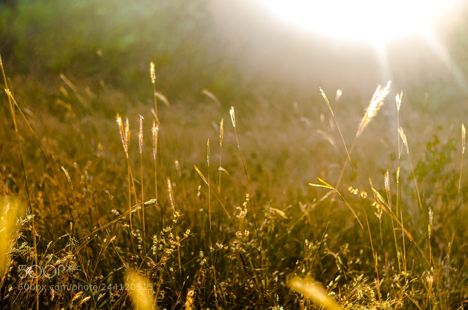 Nikon D5100 sample photo. Sunlit photography