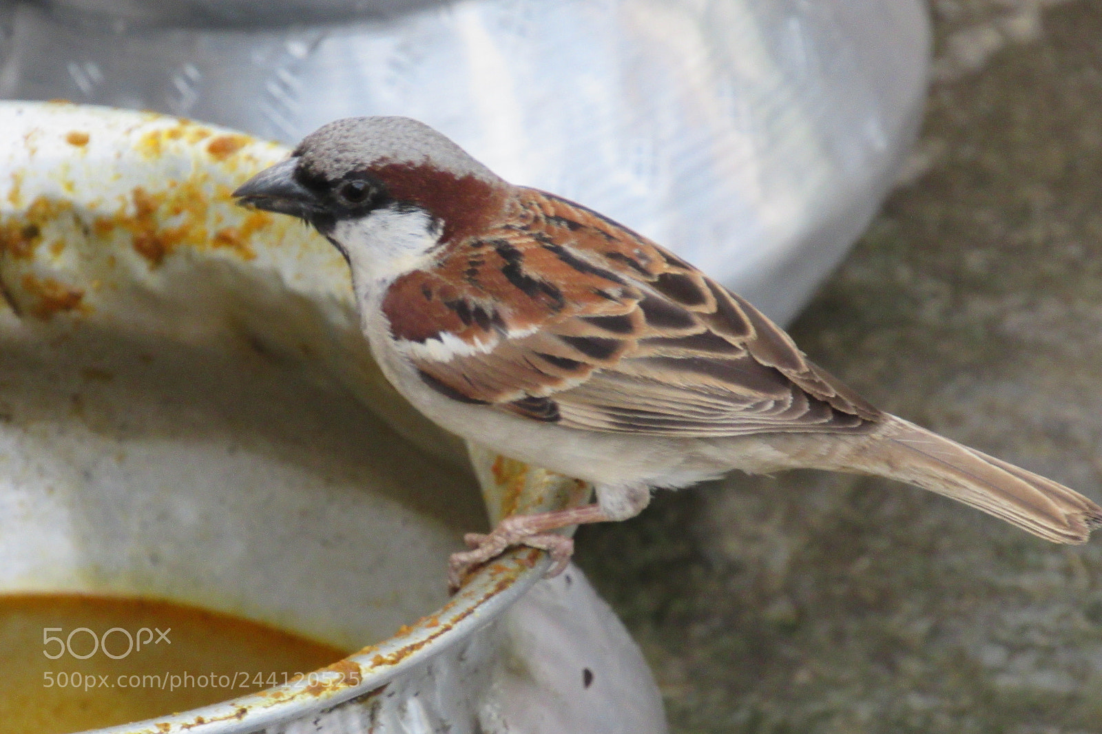 Canon PowerShot SX520 HS sample photo. Sparrow how they find photography